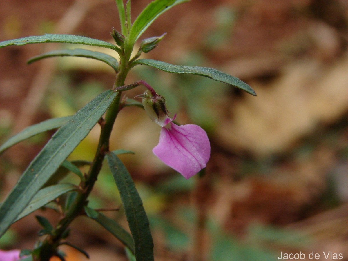 Pigea enneasperma (L.) P.I.Forst.